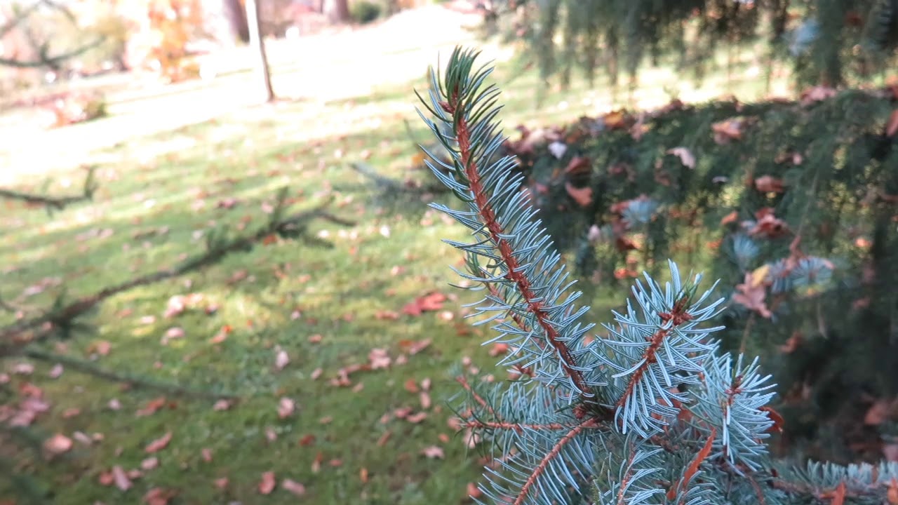 Picea omorika 'Pendula' smrk Pančičův