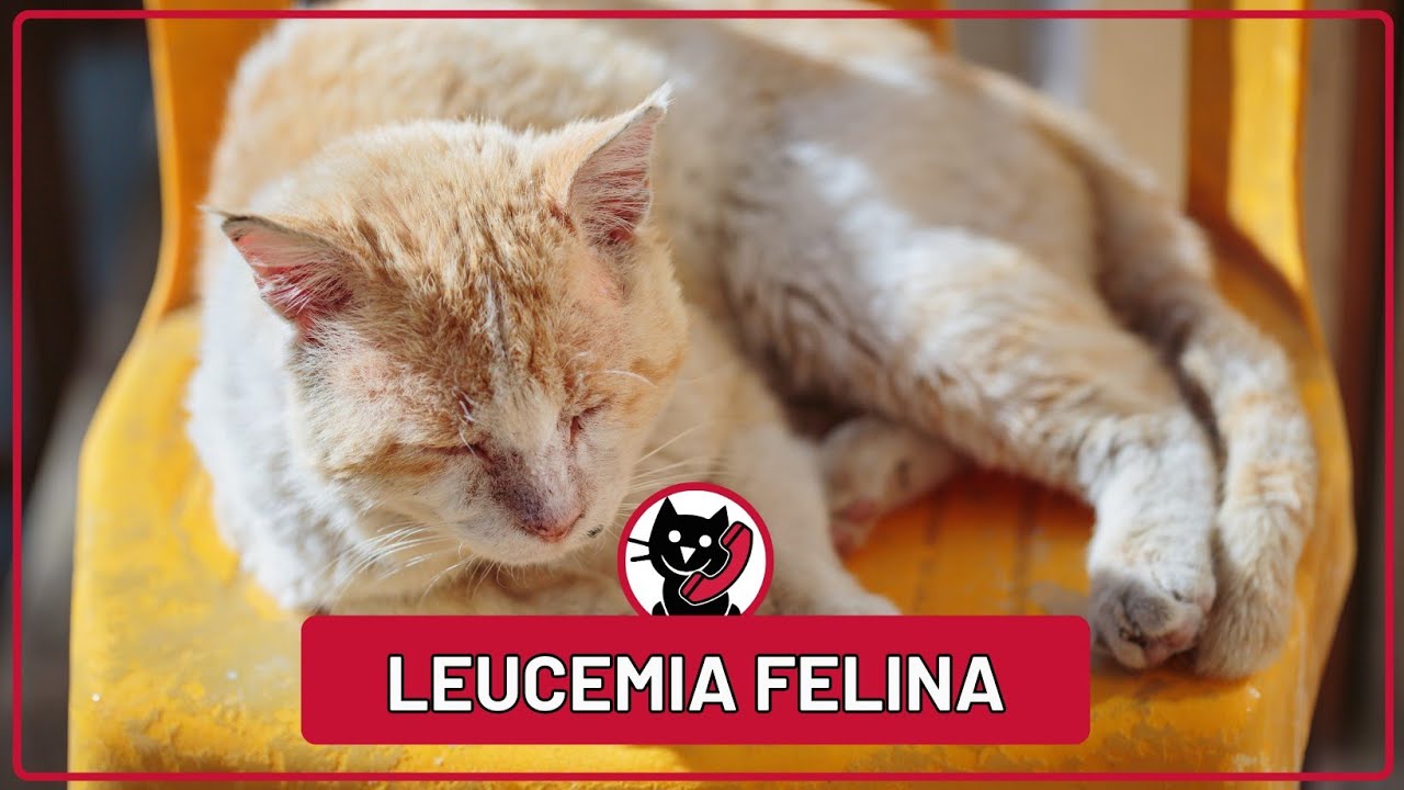 Parliamo di Felv - Leucemia Felina