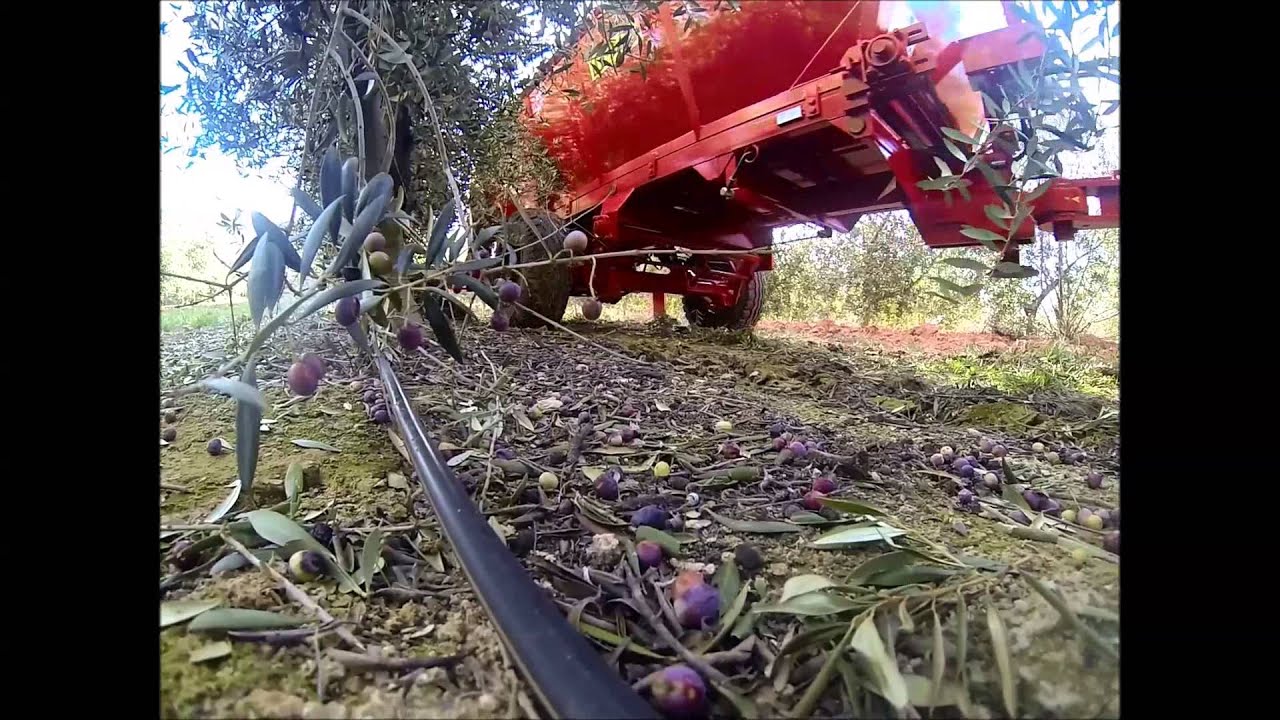 🌳🌳Localizador de estiércol 🌳 Abonadora localizadora para OLVIVAR Súper-intensivo | ID DAVID