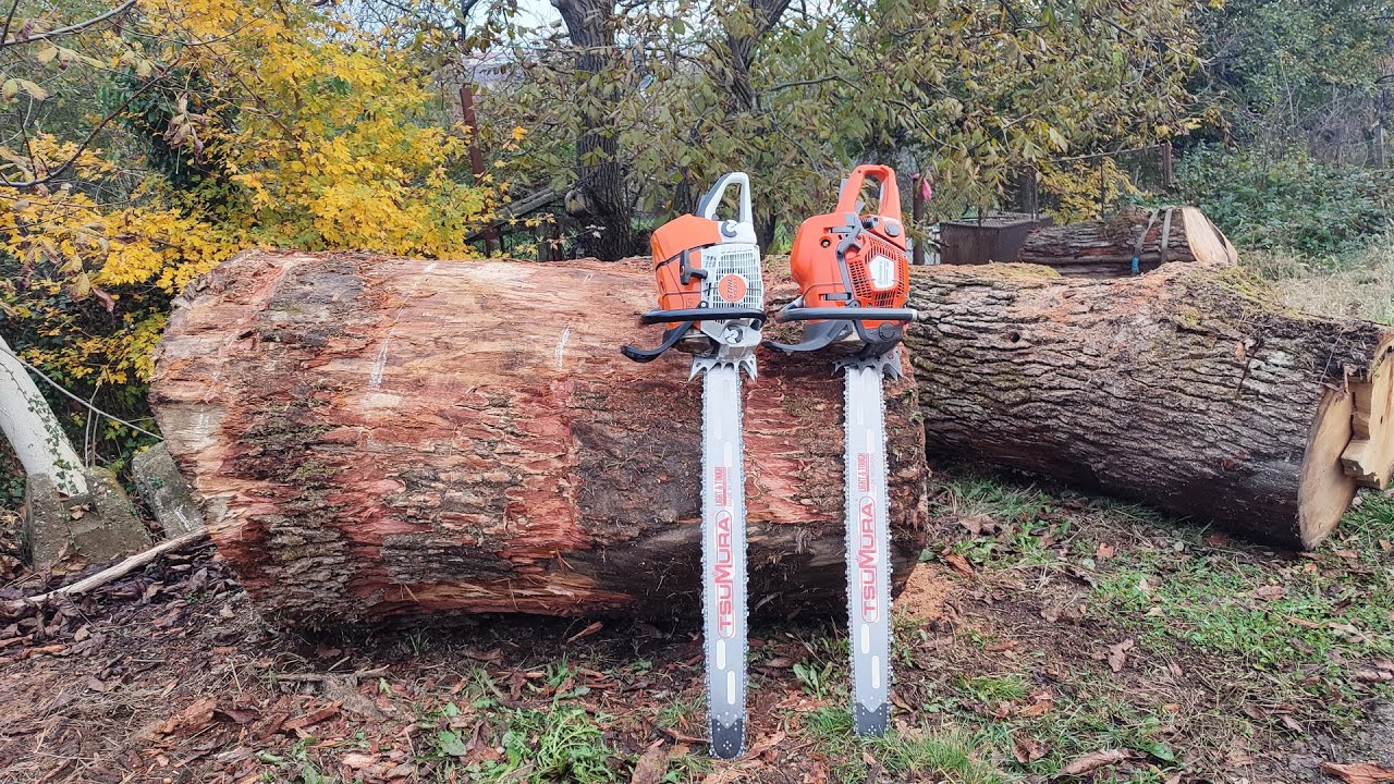 Stihl ms 651 and Husqvarna 585 (130cm big oak & 36