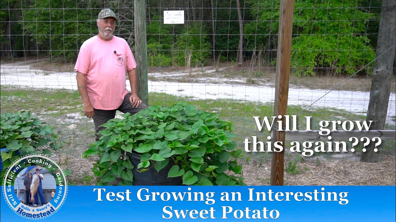Test Growing a Japanese Sweet Potato for the first time
