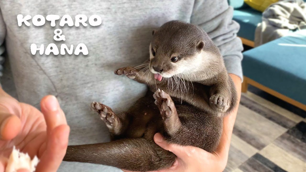 Папа держит и кормит выдру