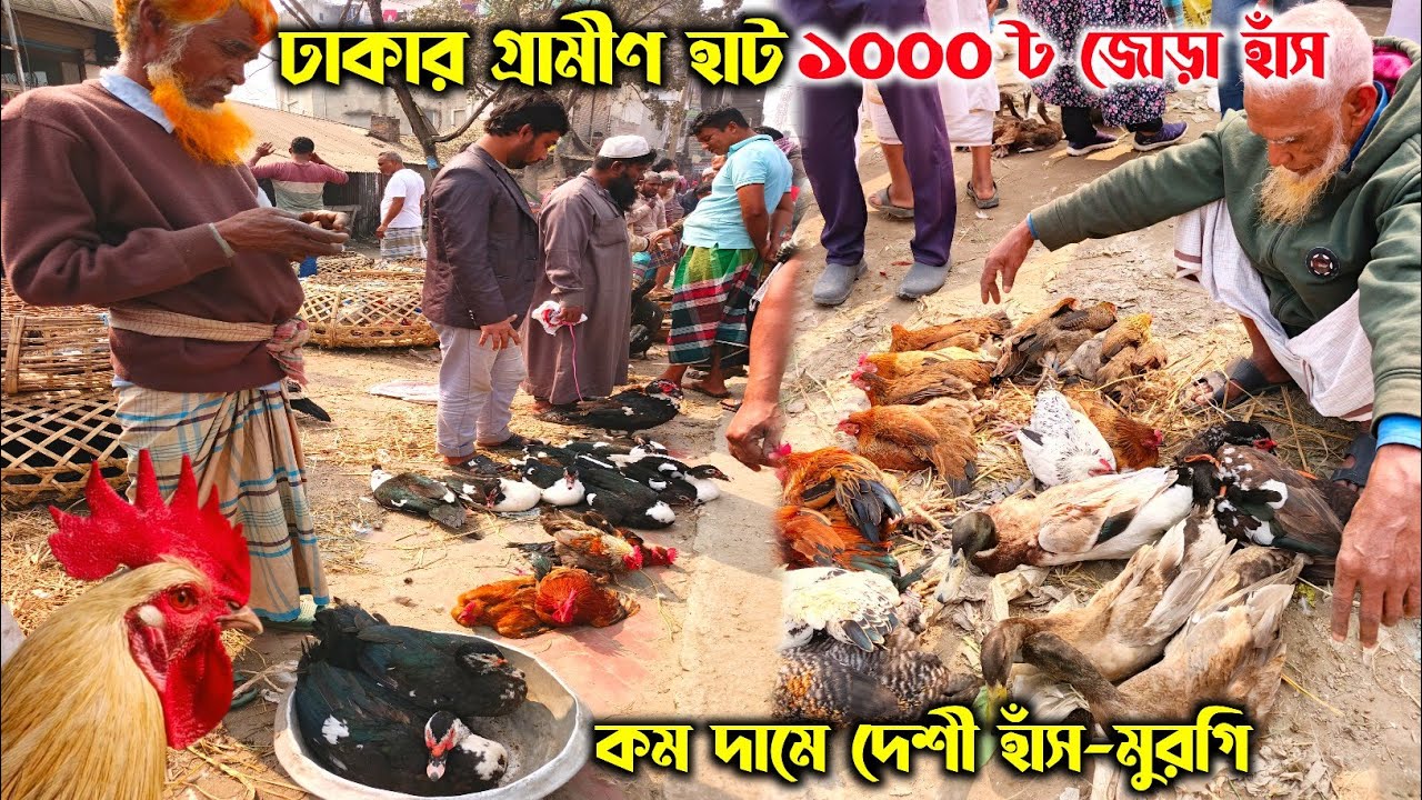 হাজার টাকায় জোড়া হাঁস কম দামে দেশী মুরগি ঢাকার গ্রামীণ হাট | Rural market | Rezaul's Dream Vlogs 