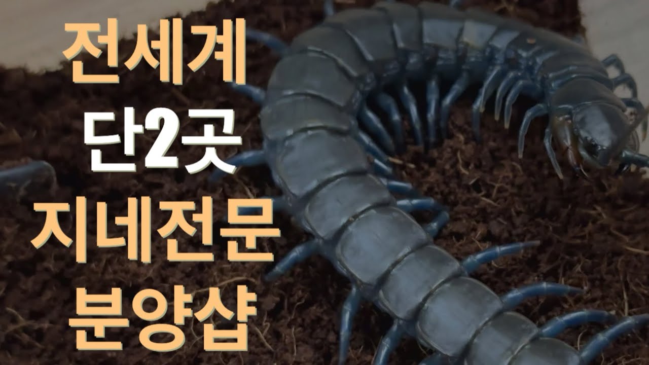 확장 이전한 전세계 에서 단 두곳 !! 지네전문샵 제로매니아! #centipede #scolopendra #제로매니아 #지네 #blueringneck
