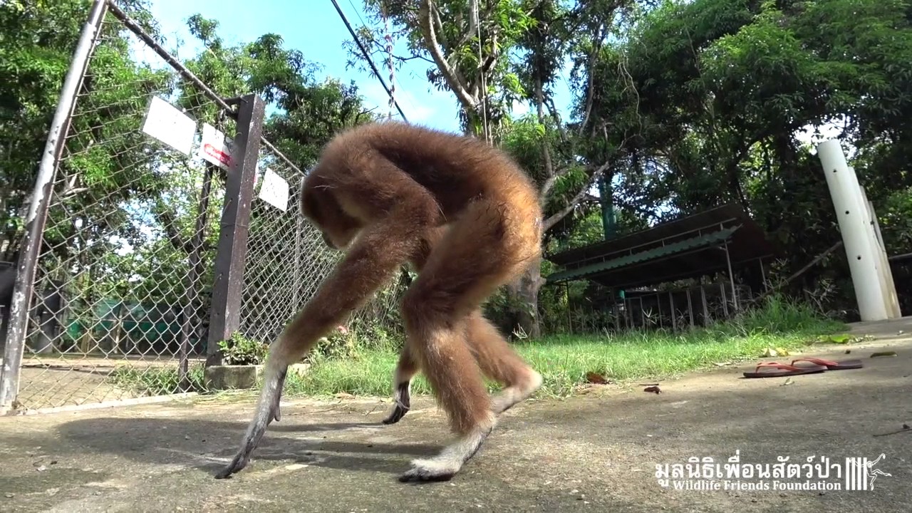 Singing and Swinging with Jub Jib the Rescued Gibbon
