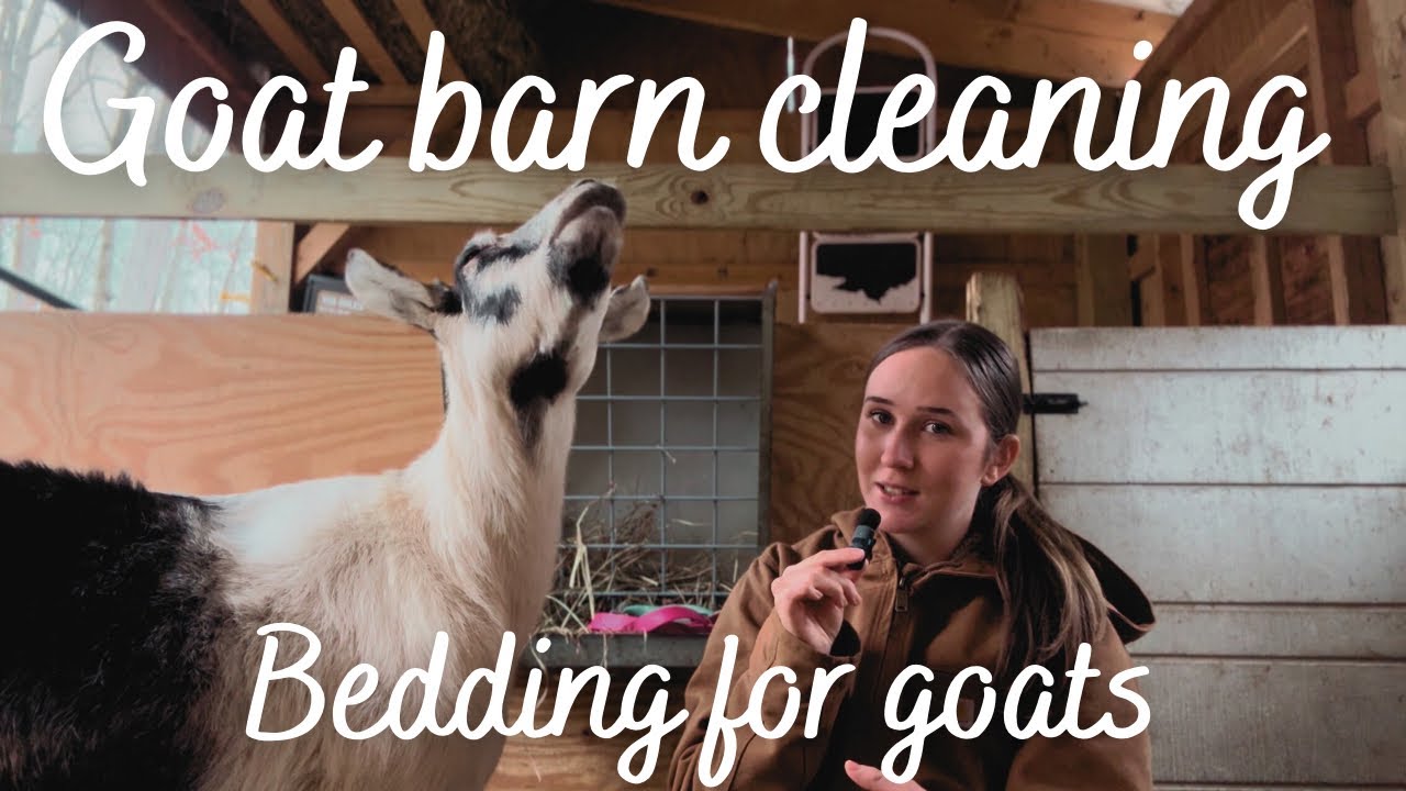 Goat Barn Cleaning | Best Bedding for Goats | Dairy Goat Barn | How to Clean a Goat Barn