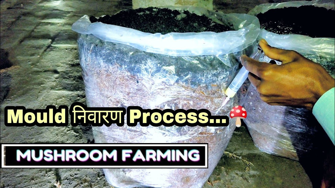 White Plaster Mould with Inki Caps  and Green mould | Button Mushroom Farming | #ruralstory
