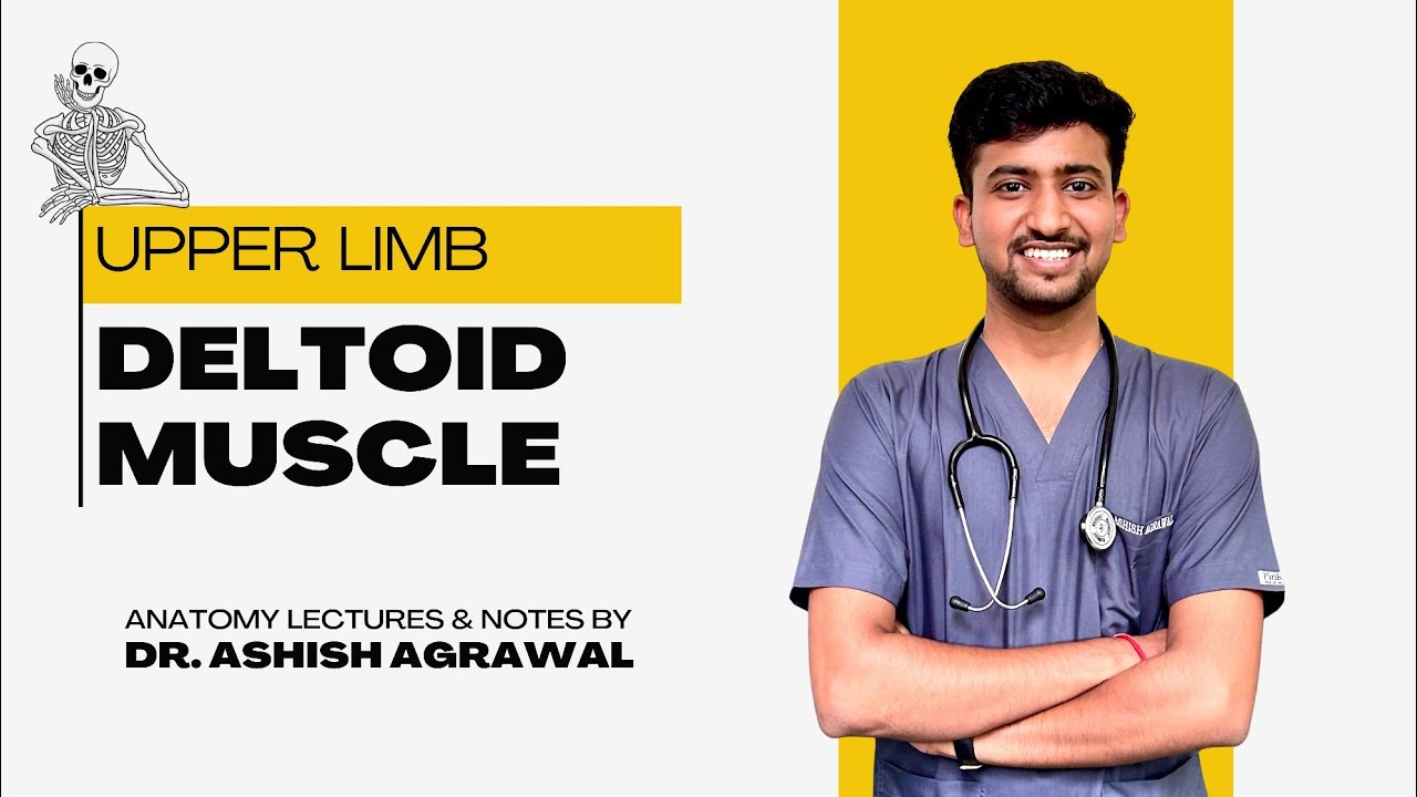 Deltoid muscle || Upper Limb Anatomy|| First Year MBBS || Anatomy lectures by Ashish