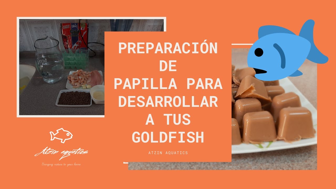 ¡Preparación de PAPILLA para desarrollar a tus GOLDFISH🐟🐟! 👍