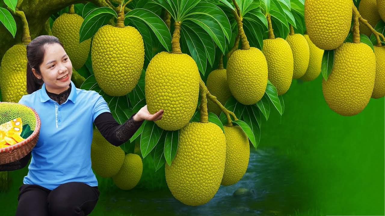 Harvesting GIANT Jackfruit for Market Sell and Making DELICIOUS Jackfruit Yogurt | Tan Daily Life