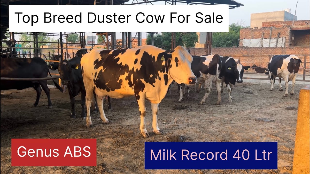 Top Breed Duster Cow (ABS) For Sale || Milk Record 40 Ltr || Bassi Dairy Farm || Punjab