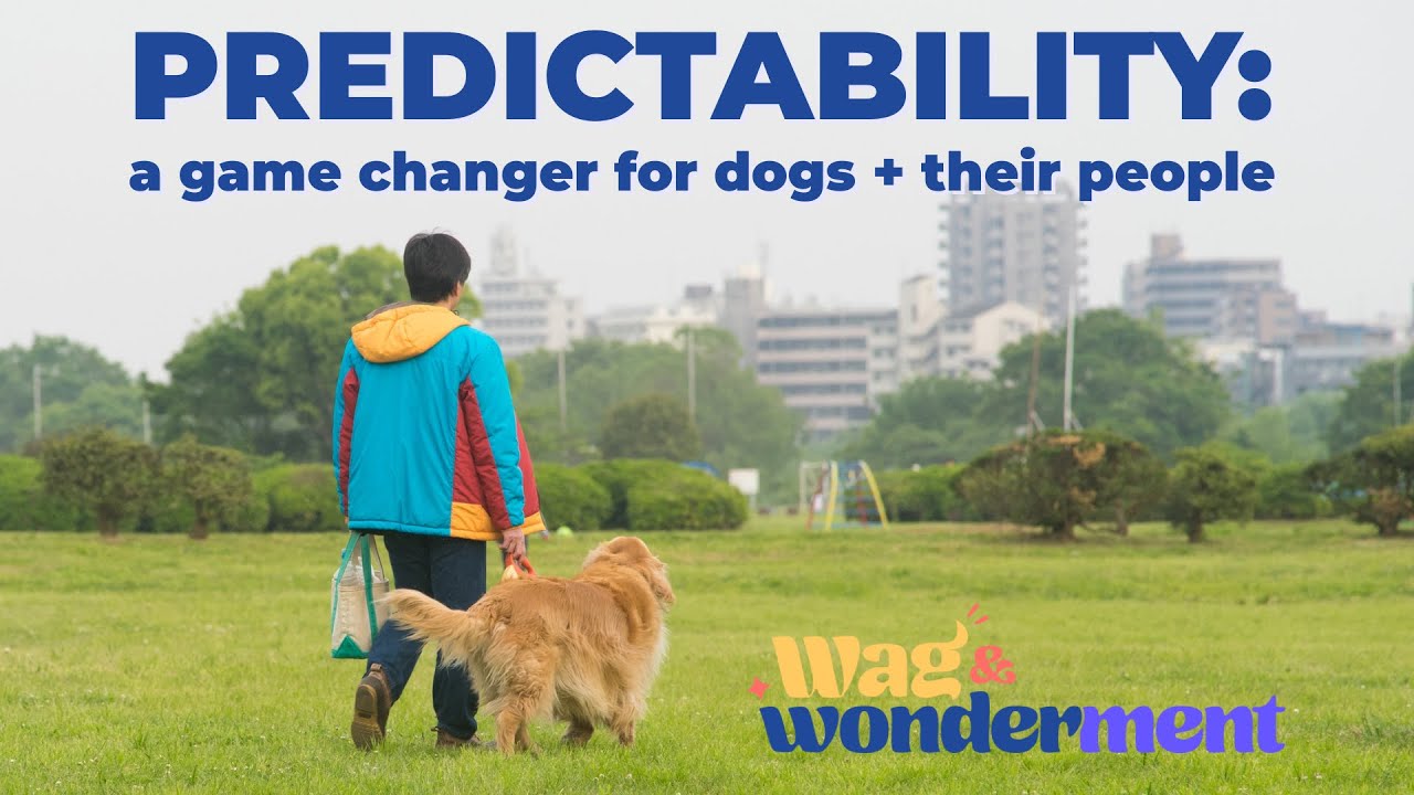 Predictability: A Game Changer for Dogs and their People
