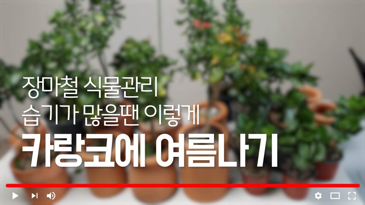 #카랑코에여름나기 #흰가루병박멸! #카랑코에칼란디바 #흰가루병 #진딧물#금란의정원