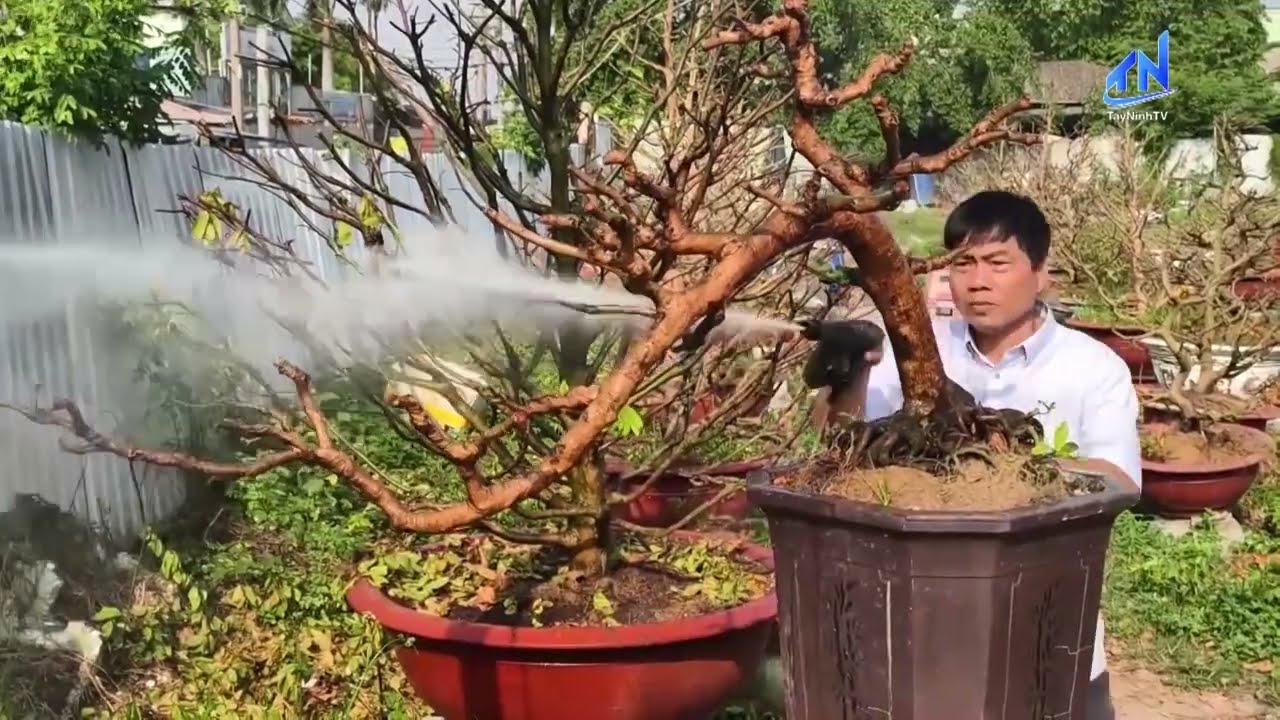 Nhà vườn ở TP.HCM tất bật ‘hồi sức’ mai vàng | TayNinhTV