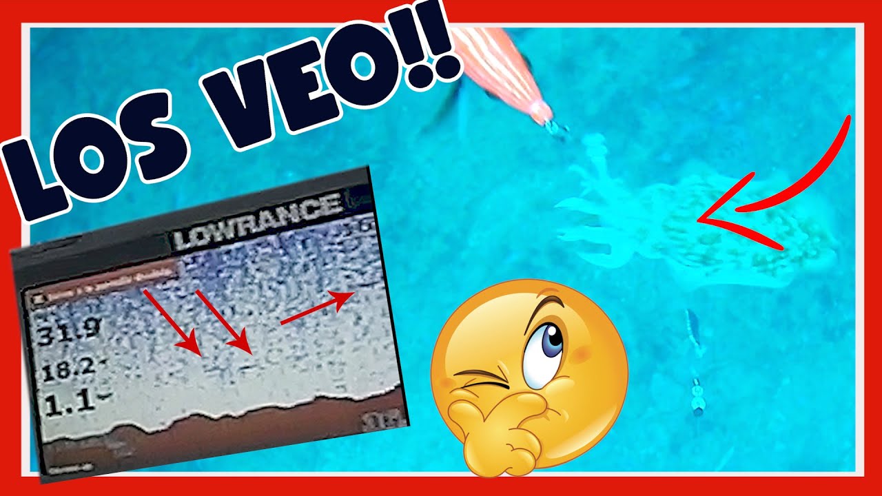 🦑PESCA de CALAMAR🦑COMO SE VEN LOS CALAMARES EN LA SONDA?