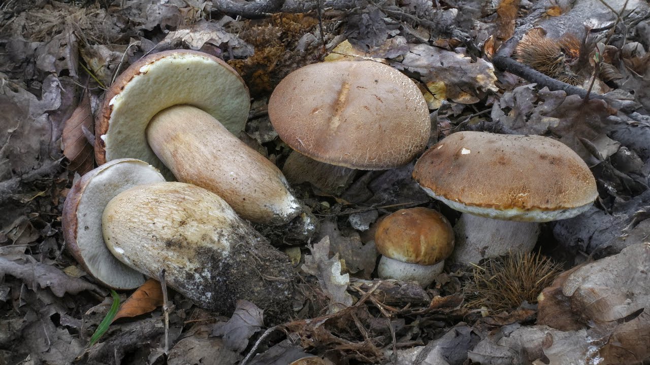 Porcini a Maggio: il segreto tra vento e umidità