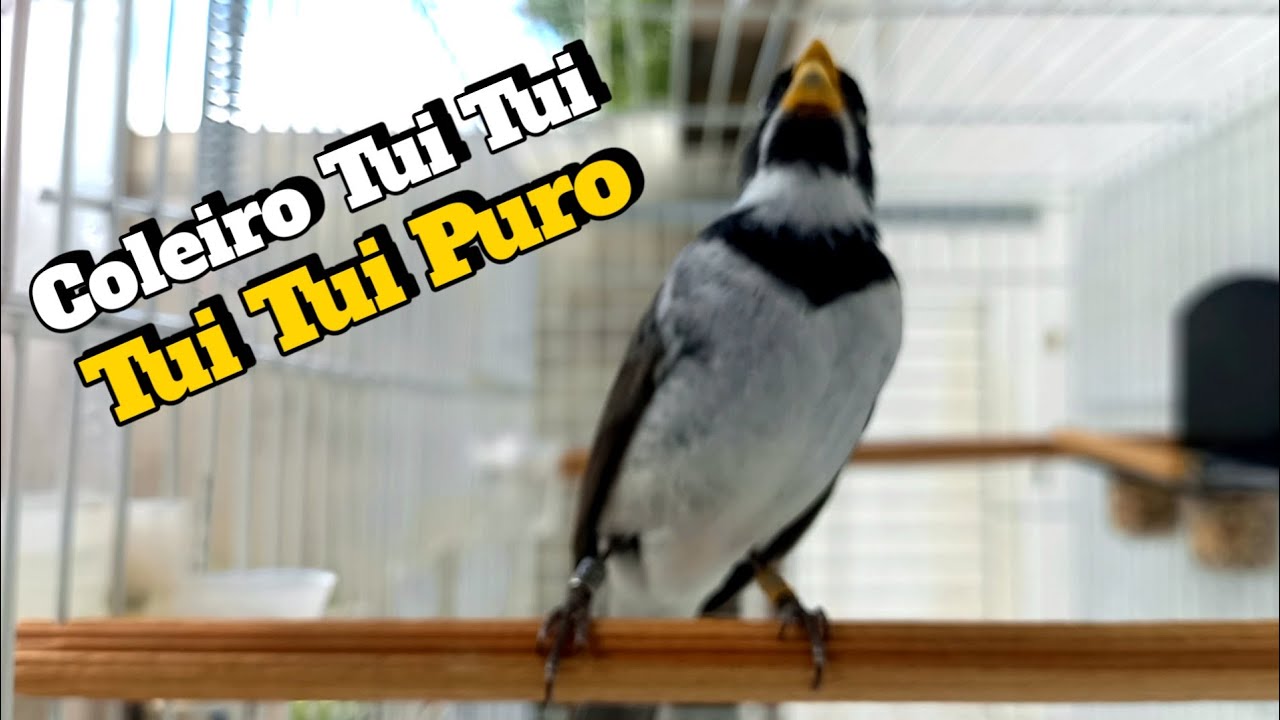 O MELHOR CANTO PARA ESQUENTAR COLEIRO TUI TUI