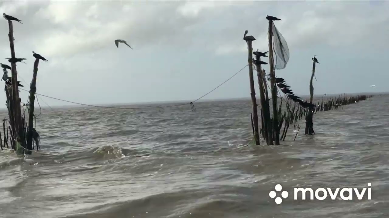 Catching fish at saramacca river #journeywithme(Suriname) part 1