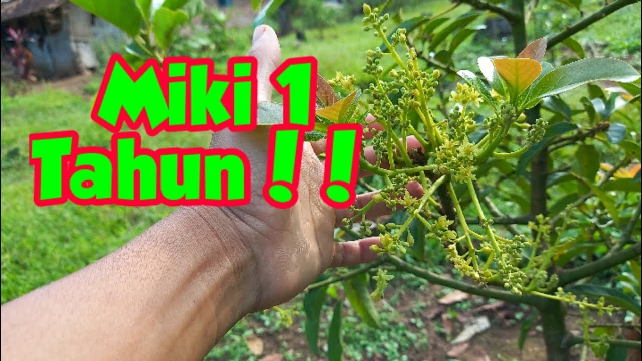 Alpukat Miki Umur 1 Tahun Ekslusif Berbunga !!!