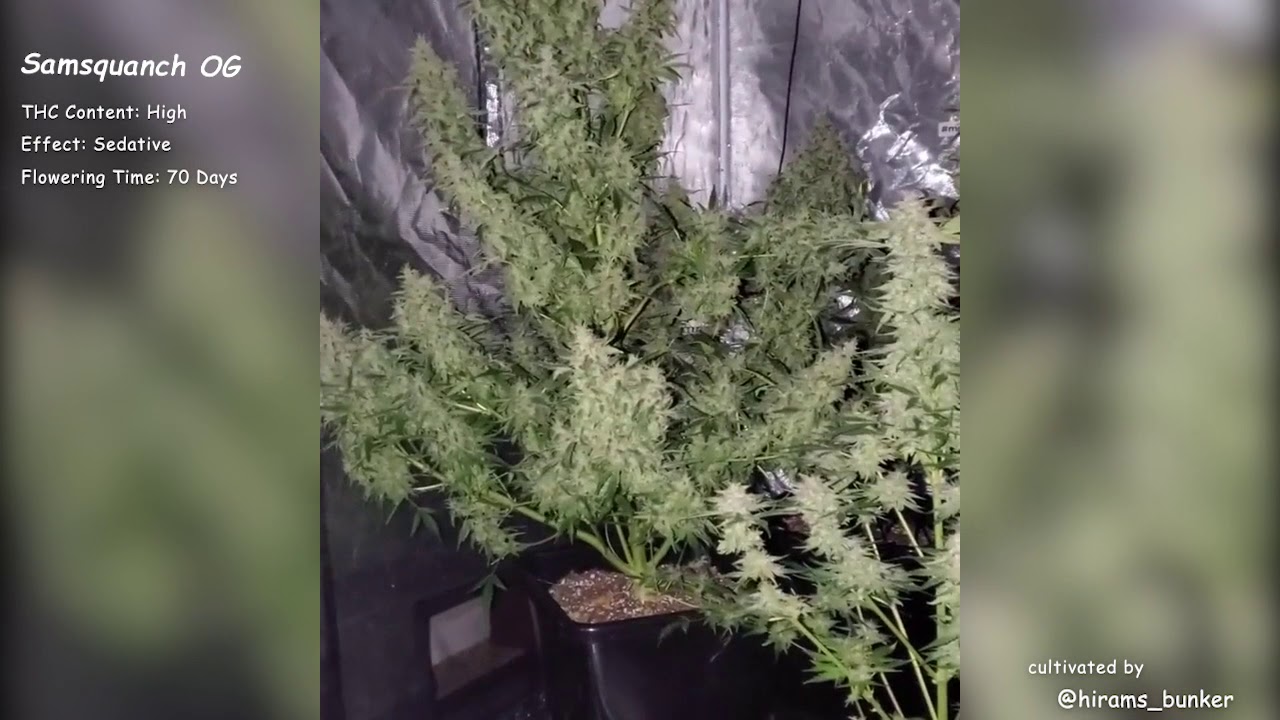 Samsquanch OG\Mephisto Genetics Autoflowers\Grow Compilation