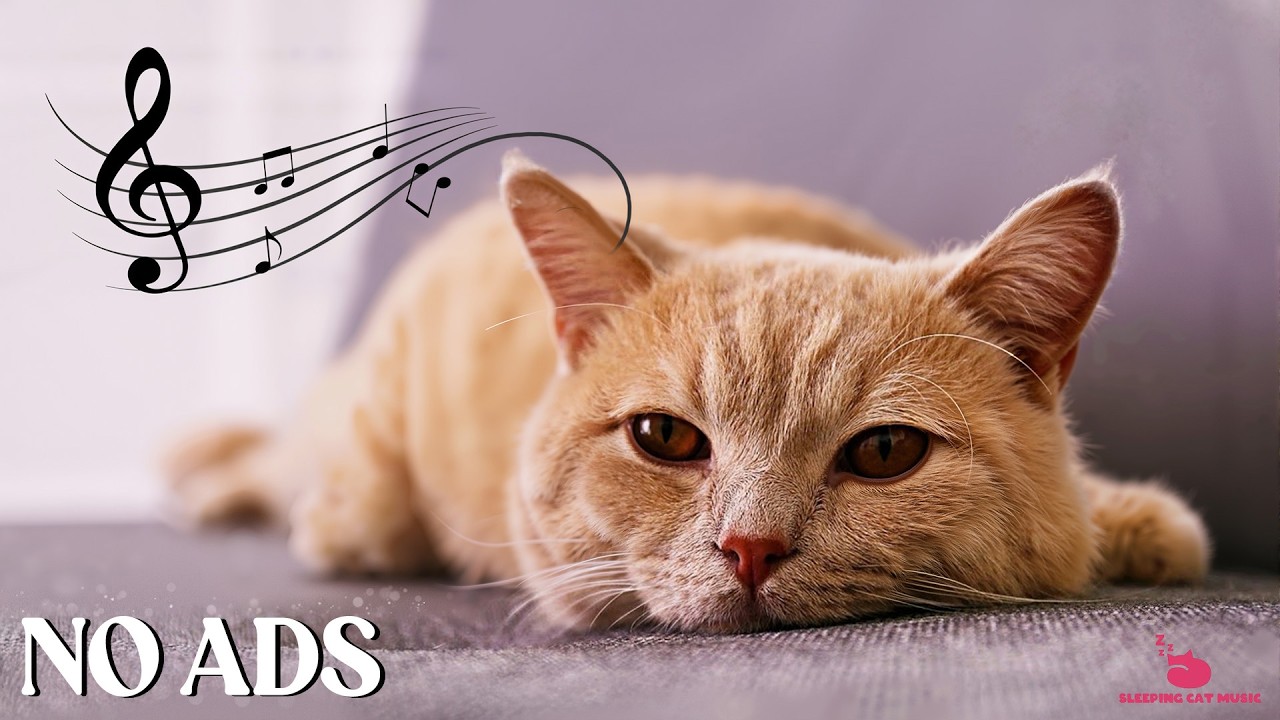 Calming Music for Cats with Anxiety 🐈🎵 Soft Music for Cats💖Stress Reliefp