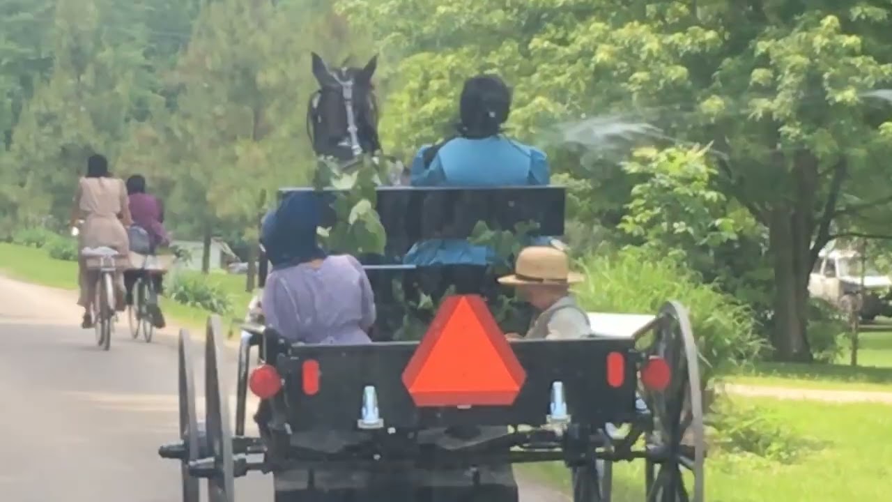 Amish Horses - From Race Track to Buggy?