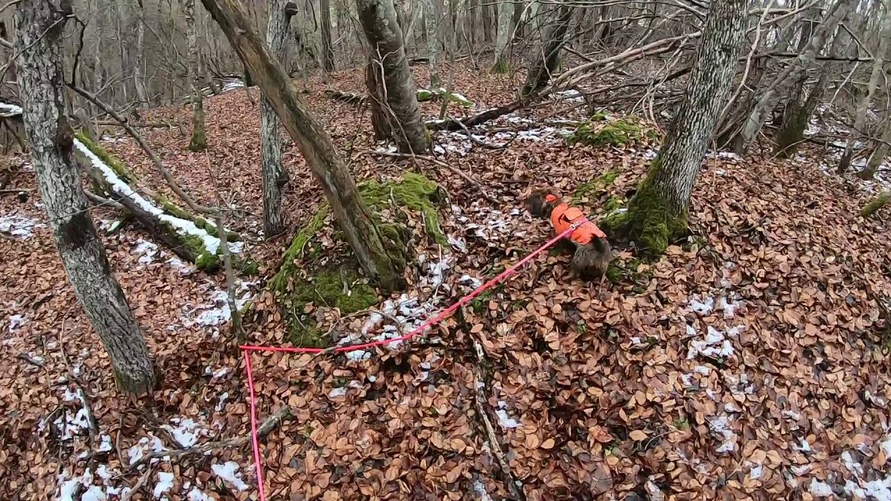 Recherche d'un cerf.