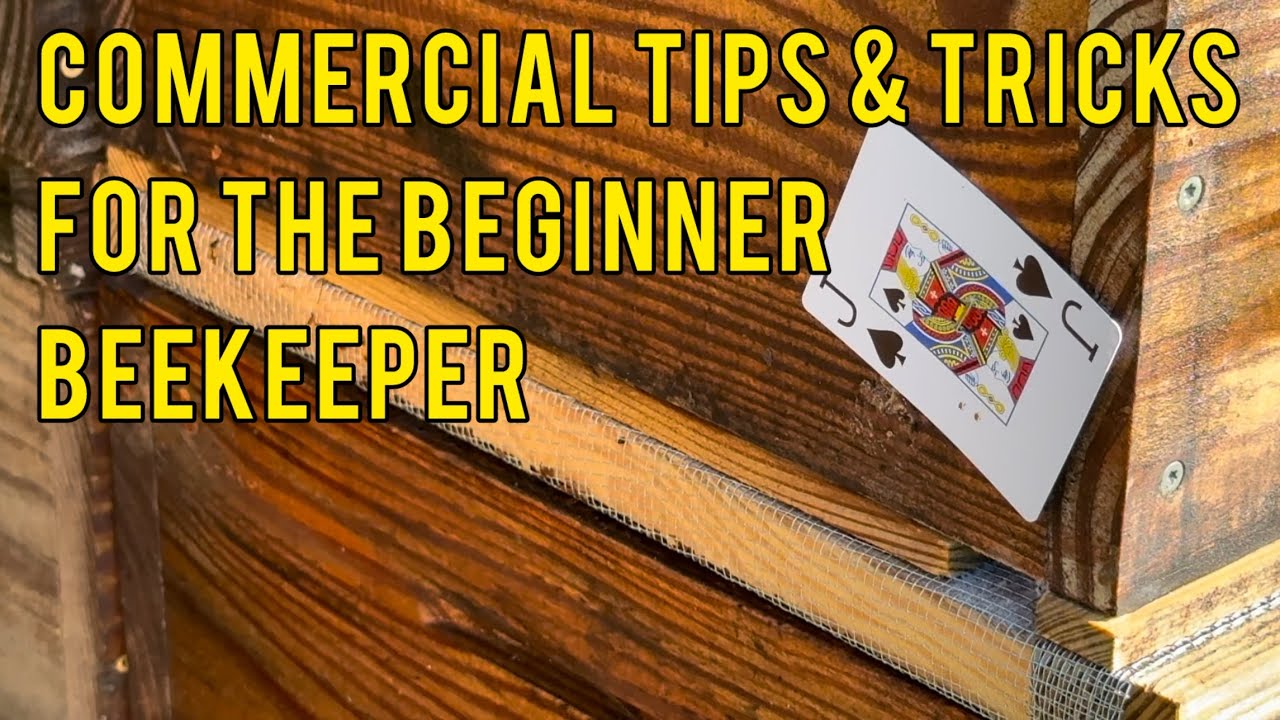 Commercial Tips & Tricks for the Beginner Beekeeper