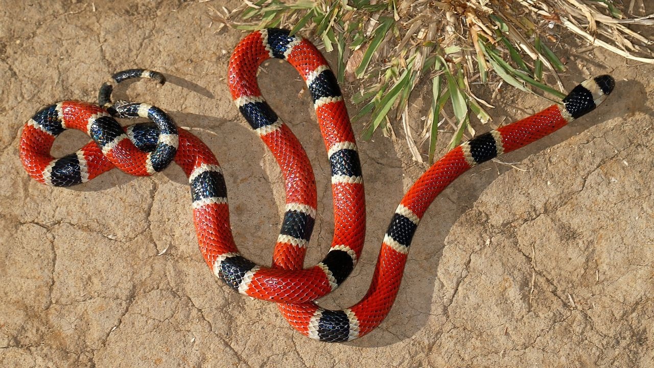 La Joya más LETAL de América: Lo que Nadie te contó de la Serpiente Coral
