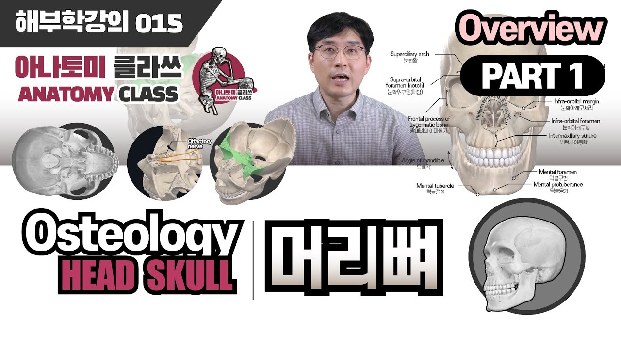 [해부학] Overview of Skull(머리뼈 개요) 골학 머리뼈(SKULL) PART 1 아나토미 클라쓰 015