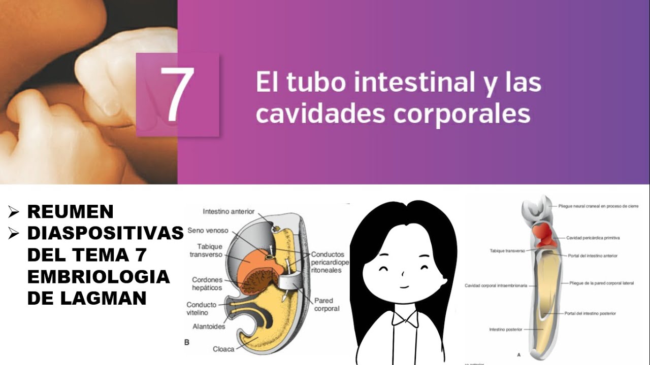 EL TUBO INTESTINAL Y CAVIDADES CORPORALES. TEMA 7: EMBRIOLOGIA