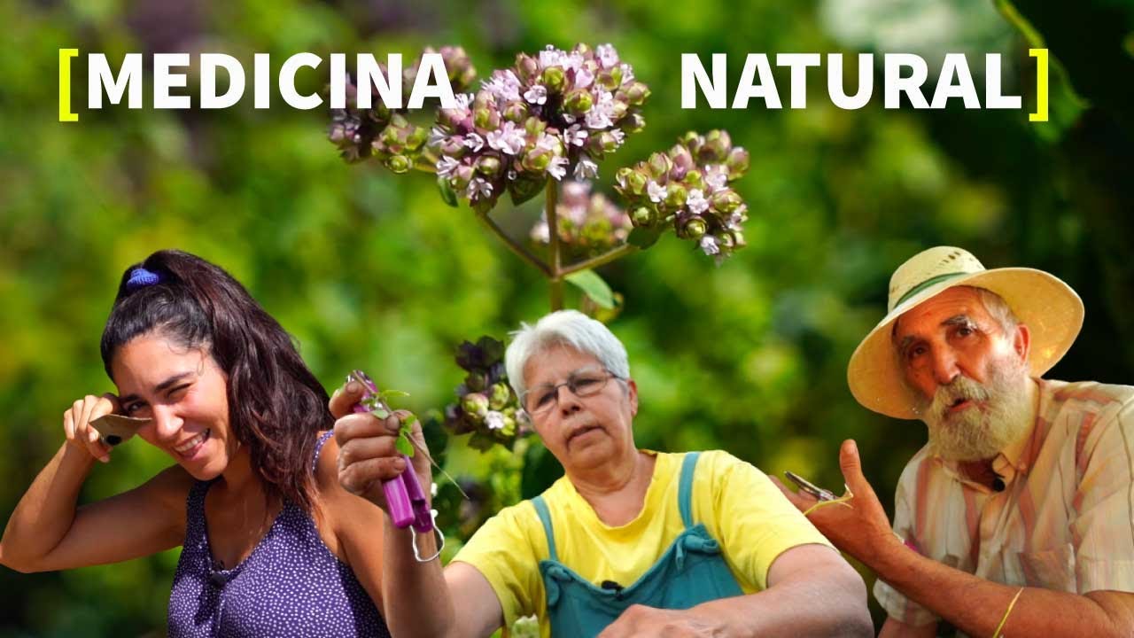 SUPERALIMENTO 🌿 MEDICINAL [CULTIVO▶️BENEFICIOS▶️PROPIEDADES▶️USOS]