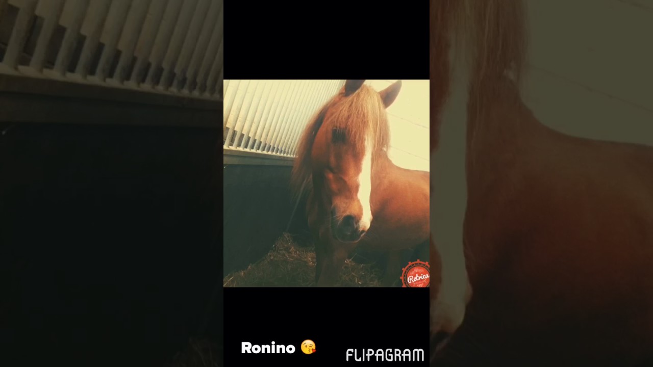 Pony's van manege het hetjen en cadierr en keer
