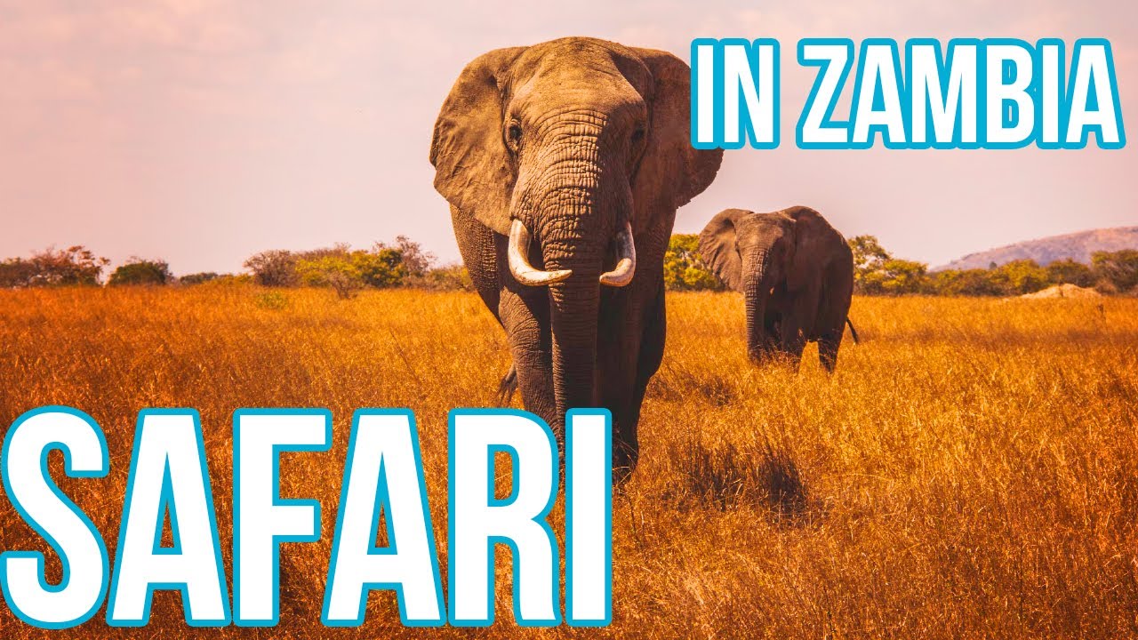 AFRICAN SAFARI in ZAMBIA | What Happens on Safari