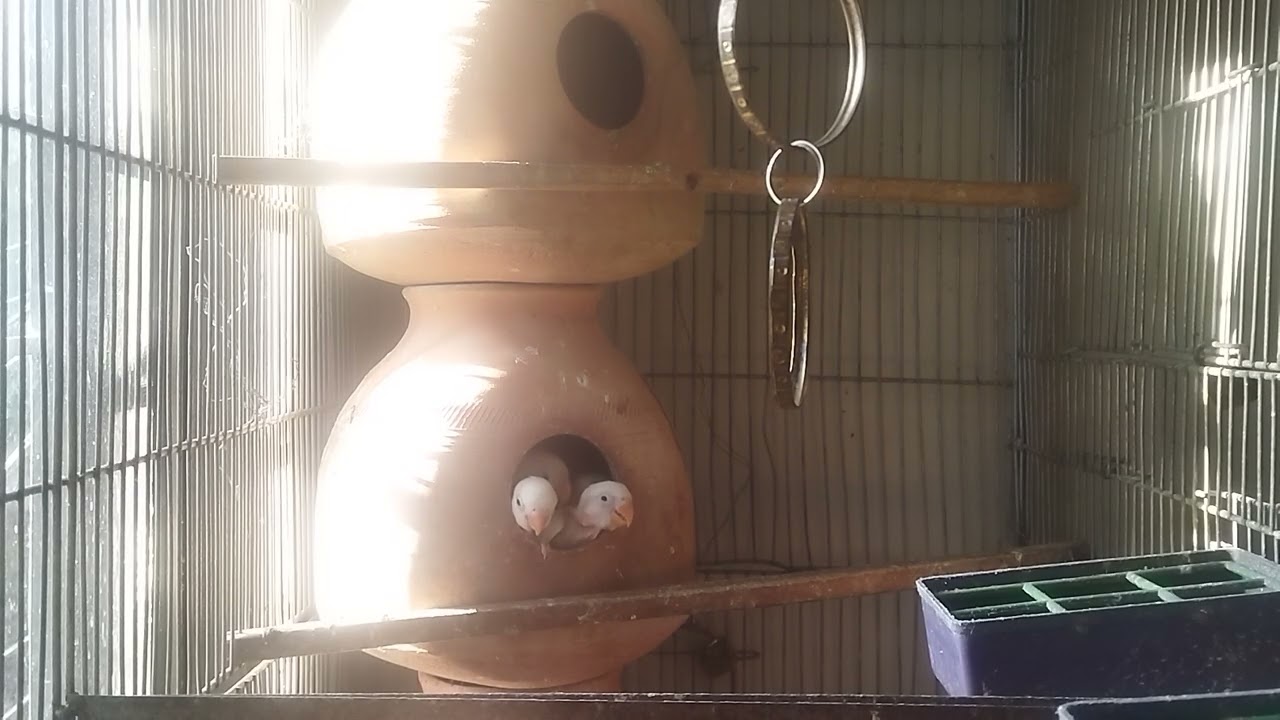 Lucky Lovebirds daily amazing moments forever 🥳🦜🐦🕊️