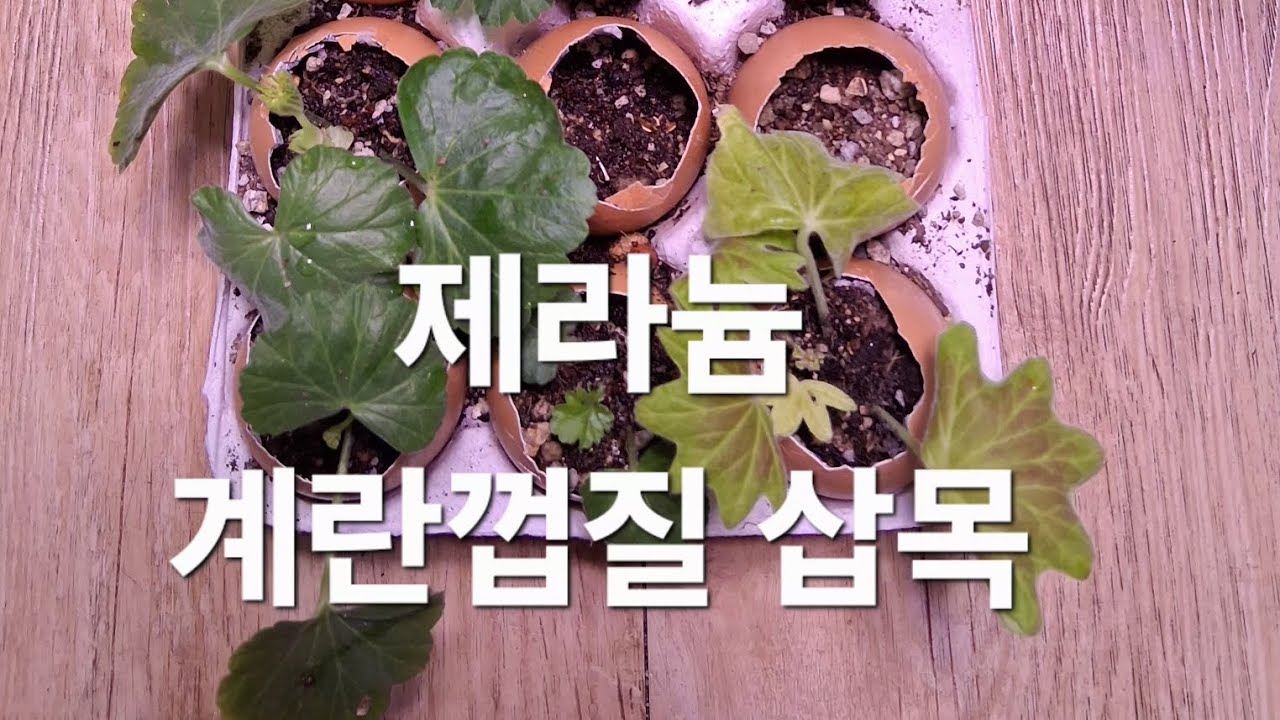 제라늄 삽목