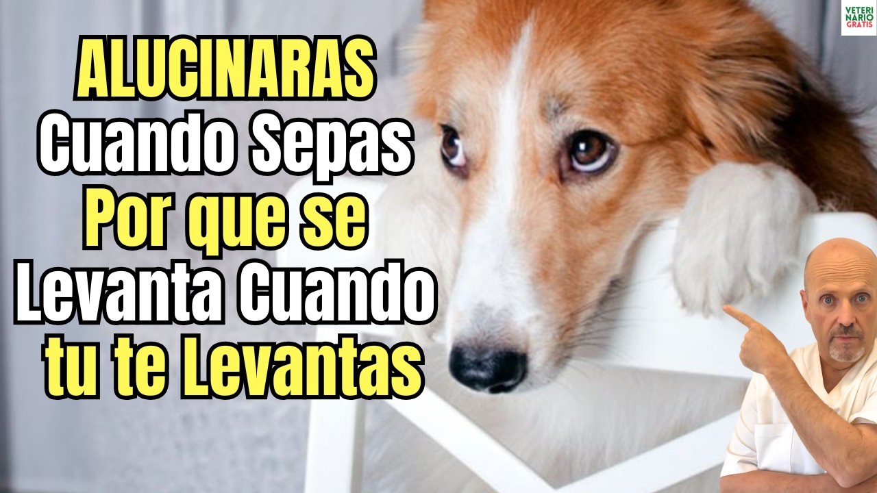 😱🐾 ¿POR QUE MI PERRO SE LEVANTA CUANDO YO ME LEVANTO? 😱🐾