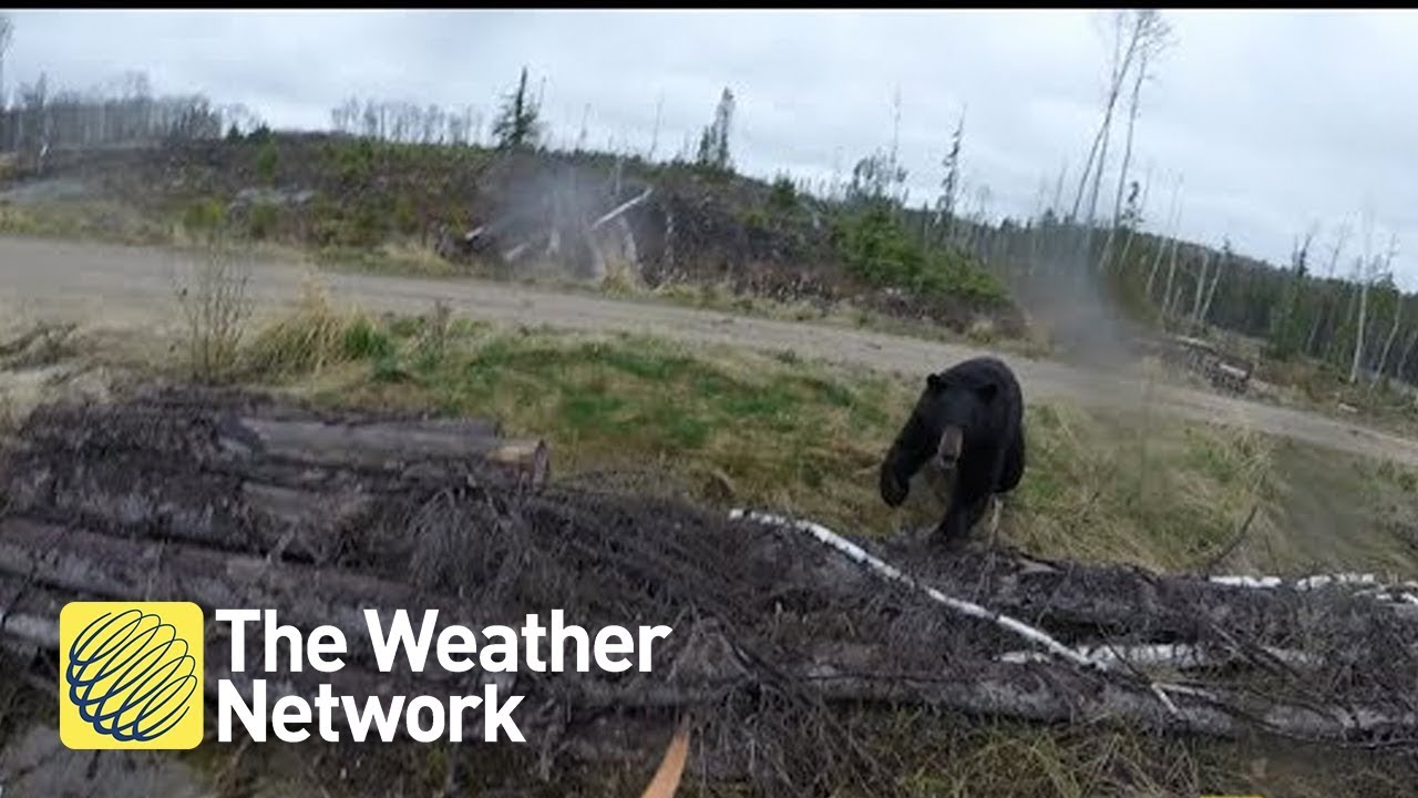 Bear charges hunter in Canada backcountry