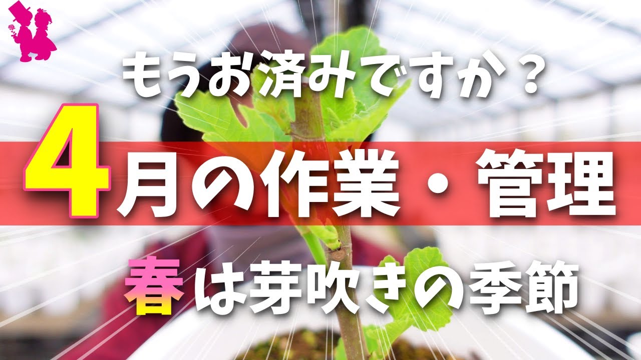 【２０２２】イチジク4月の作業と管理を園芸農家が教えます！