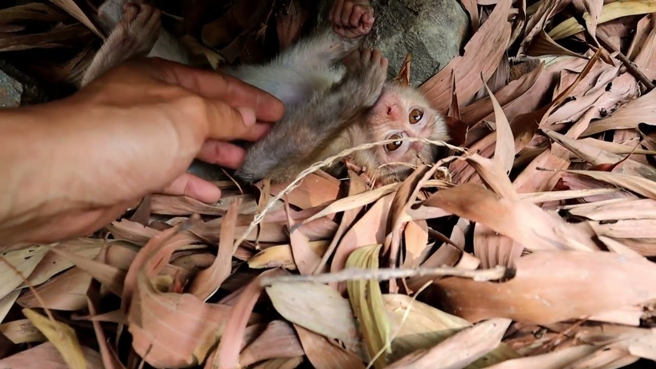 an abandoned baby newborn monkey in cave
