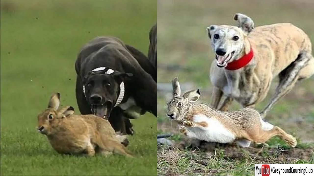 Greyhound Coursing Slow Motion | Dog Chases Rabbit | Dog Race 2022 | Hare Coursing
