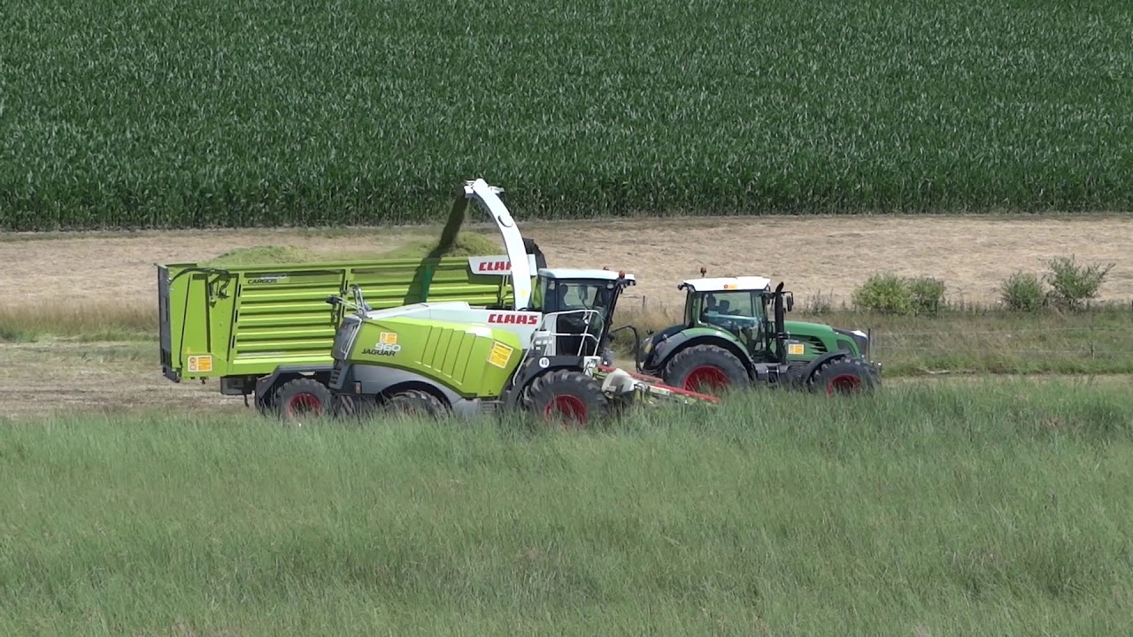 Claas Jaguar 960 häckselt Szarvasi-Energiegras