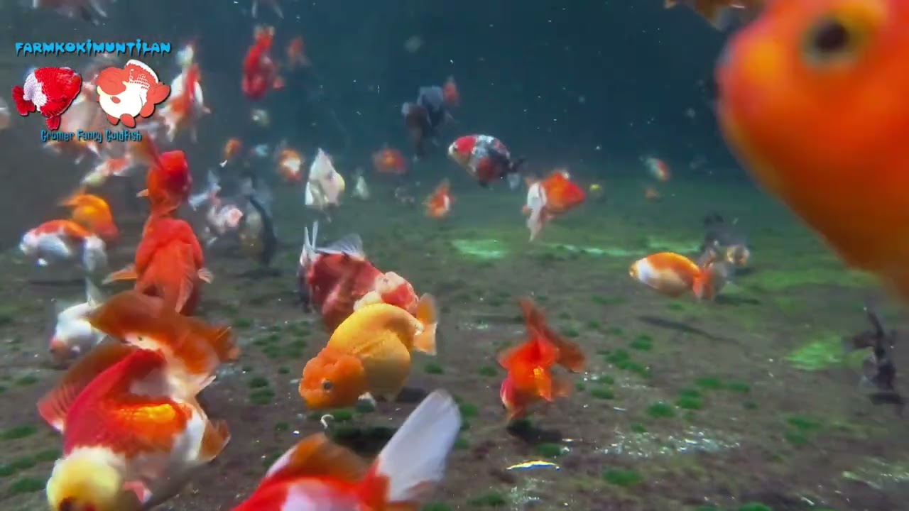 Kenapa Ikan Mas Koki Cepat Mati Padahal Air Jernih? Ini Rahasianya!