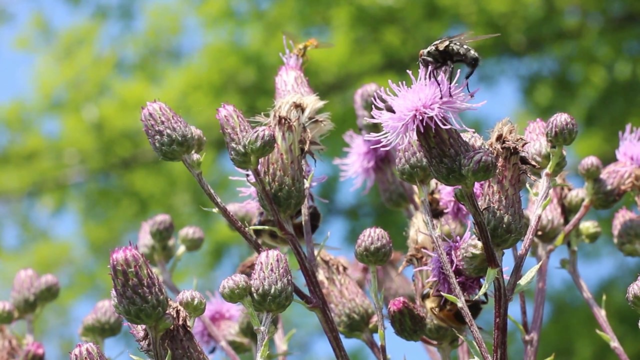 Beste Bienen-und Insektenpflanzen- Die Disteln
