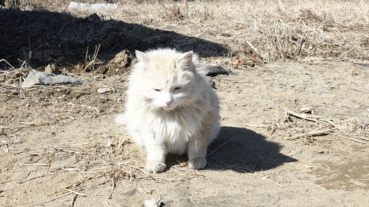 흙목욕에 진심인 시골 고양이