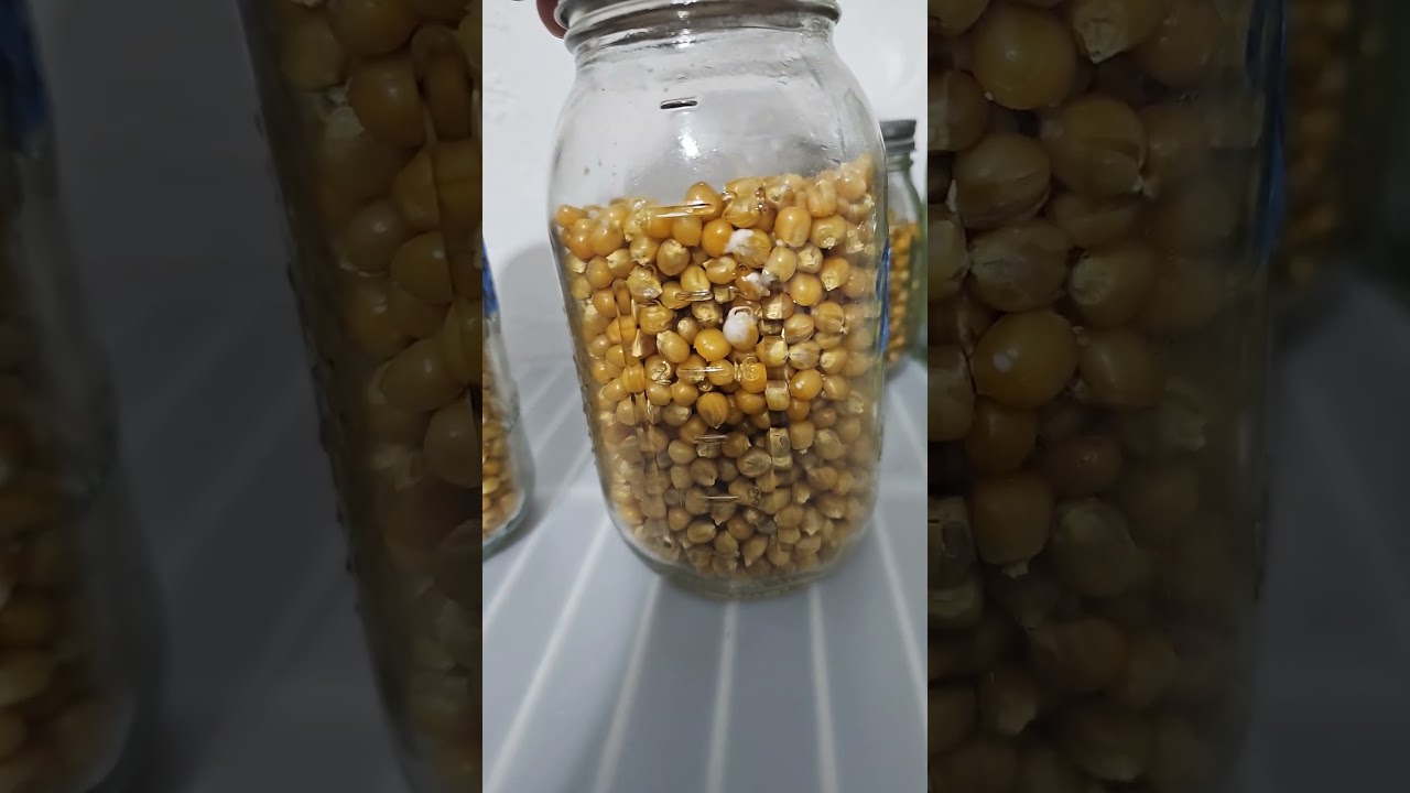 First Popcorn Tek Update! 