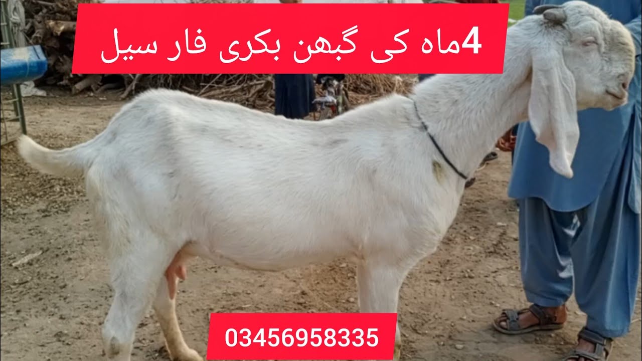 4ماہ کی گبھن بکری فار سیل/Rajan pori bakri for sale#beetalgoat 