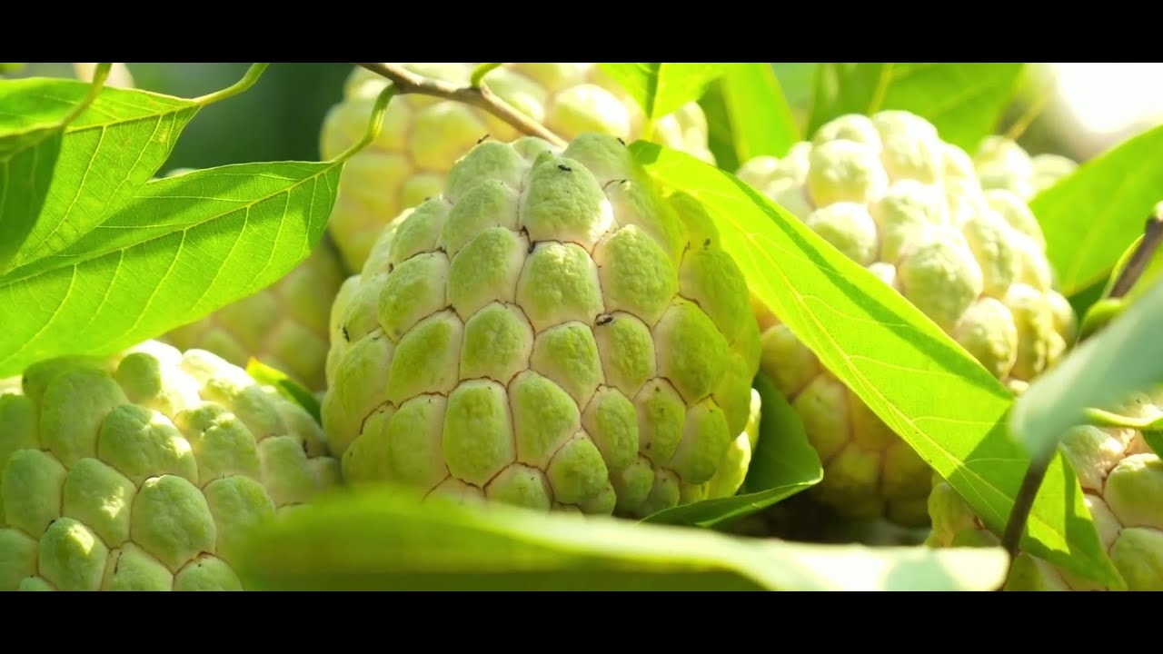 Inside the Custard Apple Factory From Fresh Fruit to Sweet Desserts Full Process