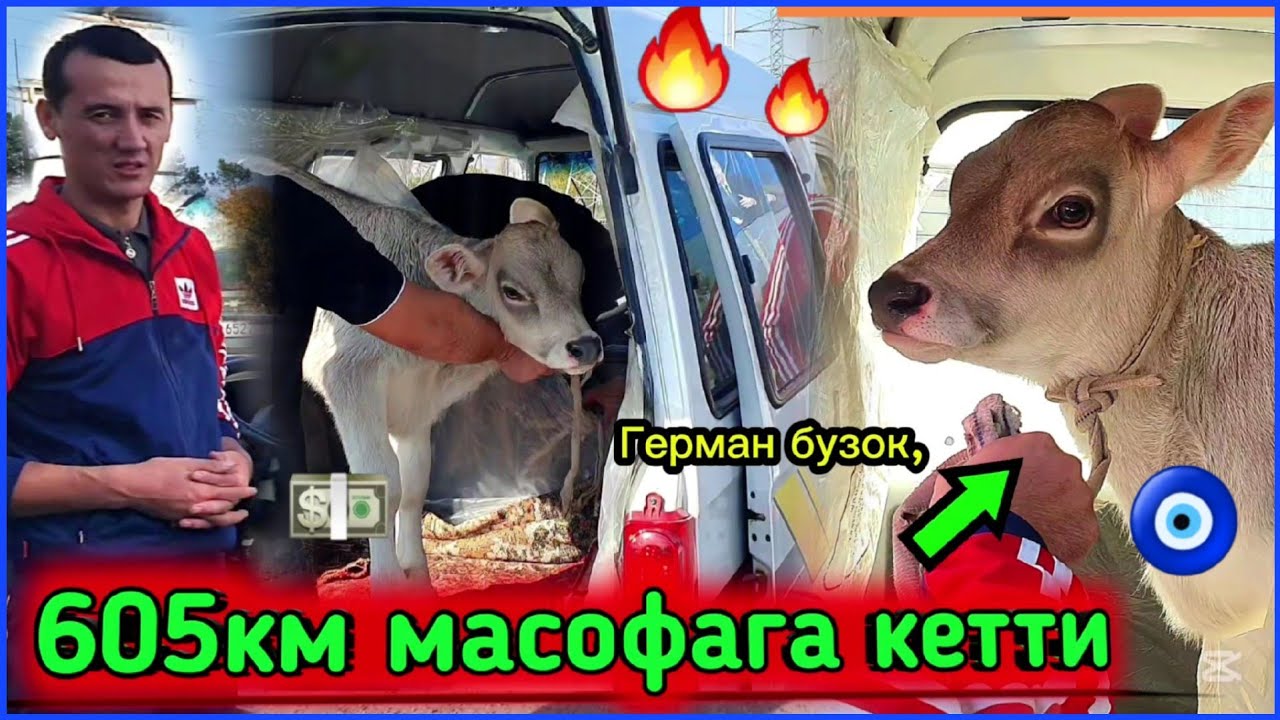 КИТОБ ТУМАНИ НАБИ АКАНИ ФЕРМАСИДАН НАМАНГАНГА ШВЕД БУЗОК,НИ ОБКЕТИШДИ #molbozor #chorva #buzoq