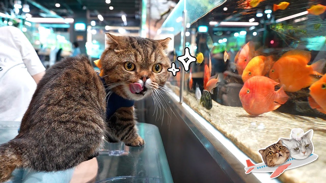 *사냥금지* 고양이 아쿠아리움 가서 군침 폭발😻